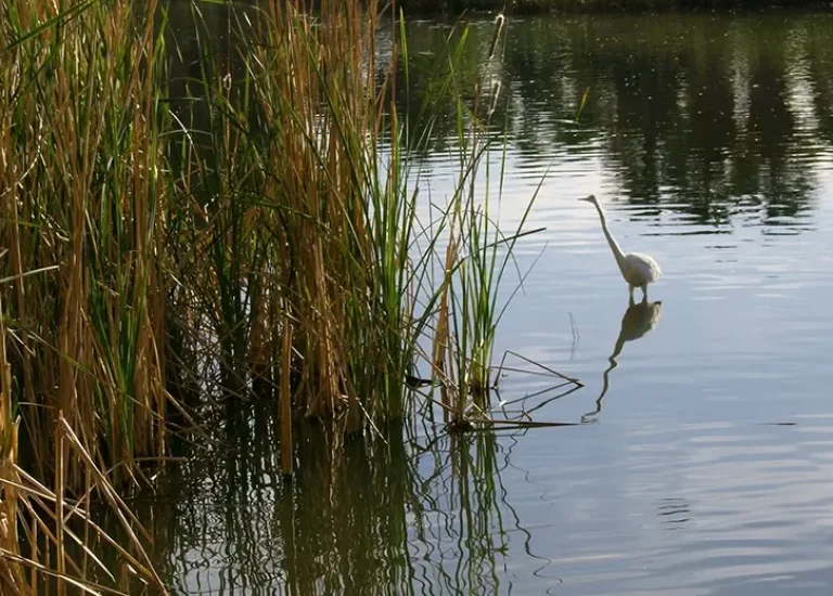 Agua Caliente Park Tucson Area Attraction near Solana Spanish Villas