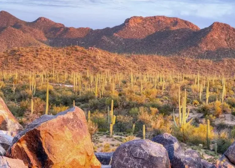 Saguaro National Park East E-Bike Tour