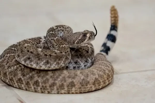 Solana Spanish Villas Wildlife Desert Tucson Vacation Rentals Guide Rattlesnakes