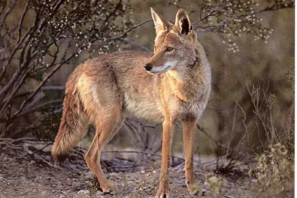 Solana Spanish Villas Wildlife Desert Tucson Vacation Rentals Guide Coyote