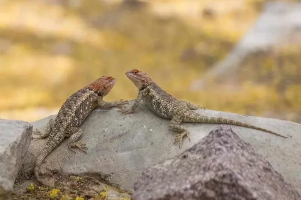 Solana Spanish Villas Wildlife Desert Tucson Vacation Rentals Guide Desert Spiny Lizards