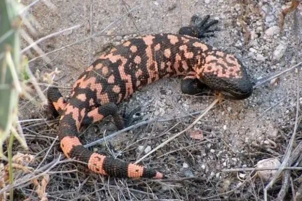 Solana Spanish Villas Wildlife Desert Tucson Vacation Rentals Guide Gila Monster