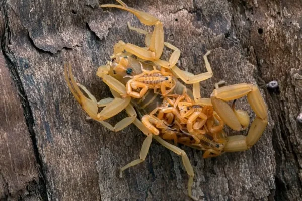 Solana Spanish Villas Wildlife Desert Tucson Vacation Rentals Guide Scorpions