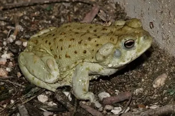 Solana Spanish Villas Wildlife Desert Tucson Vacation Rentals Guide Sonoran Desert Toad