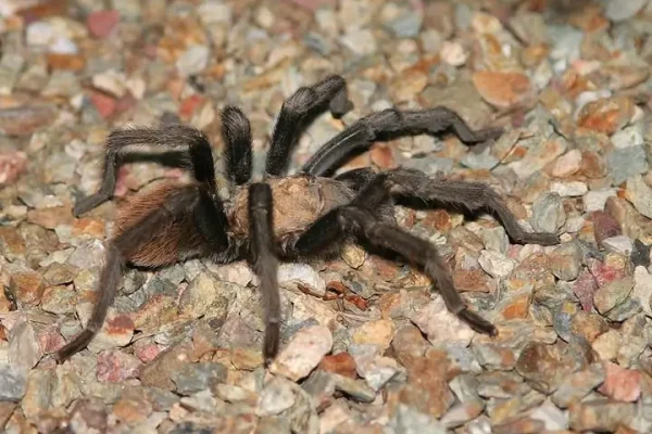 Solana Spanish Villas Wildlife Desert Tucson Vacation Rentals Guide Tarantula