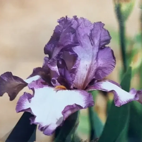 Welcome Solana Spanish Villas History Phil Yard's Iris Farm