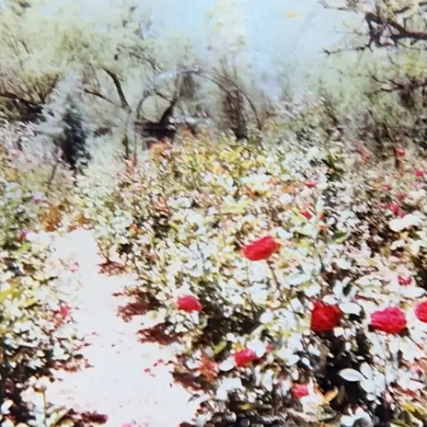 Welcome Solana Spanish Villas History Phil Yard's Iris Farm Flowers 2