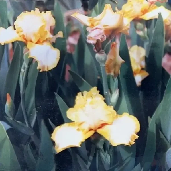 Welcome Solana Spanish Villas History Phil Yard's Iris Farm Flowers 3