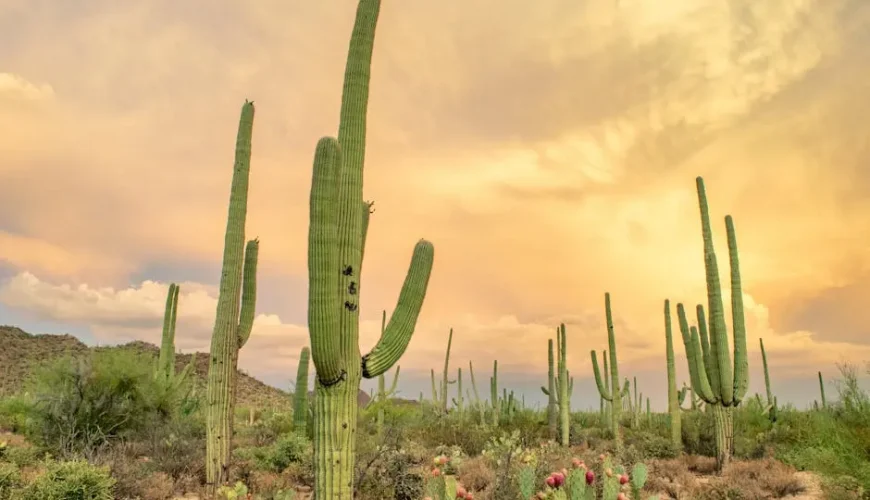 Discover the Beauty of Saguaro National Park: A Nature Lover’s Haven